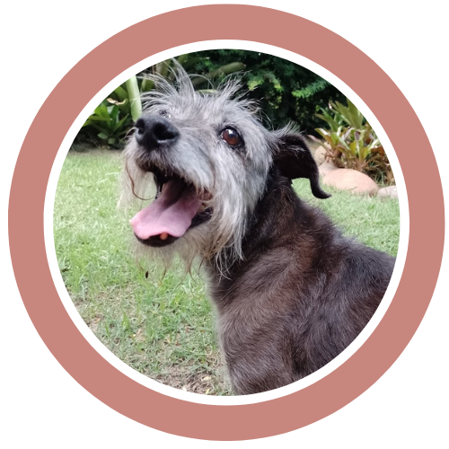 área pets serviços (500 x 500 px) (4).png