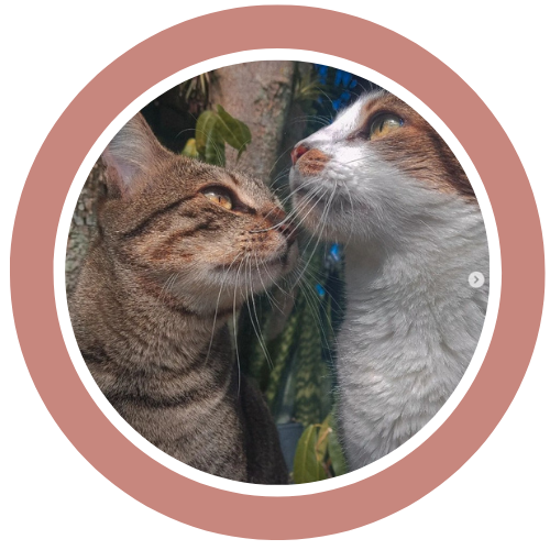 área pets serviços (500 x 500 px) (3).png