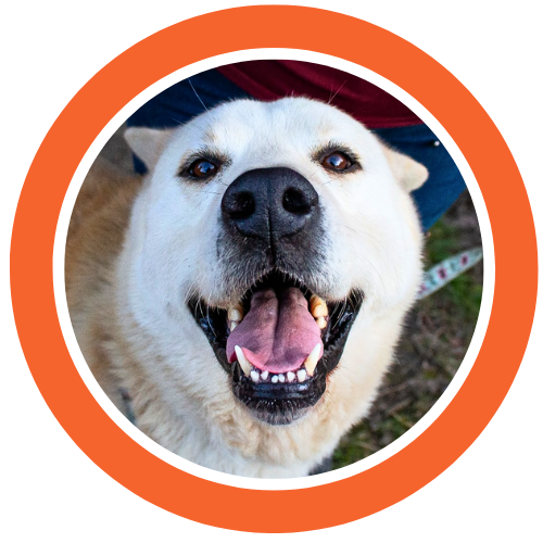 DIversiVet Logo (500 x 250 px) (500 x 500 px) (8).png